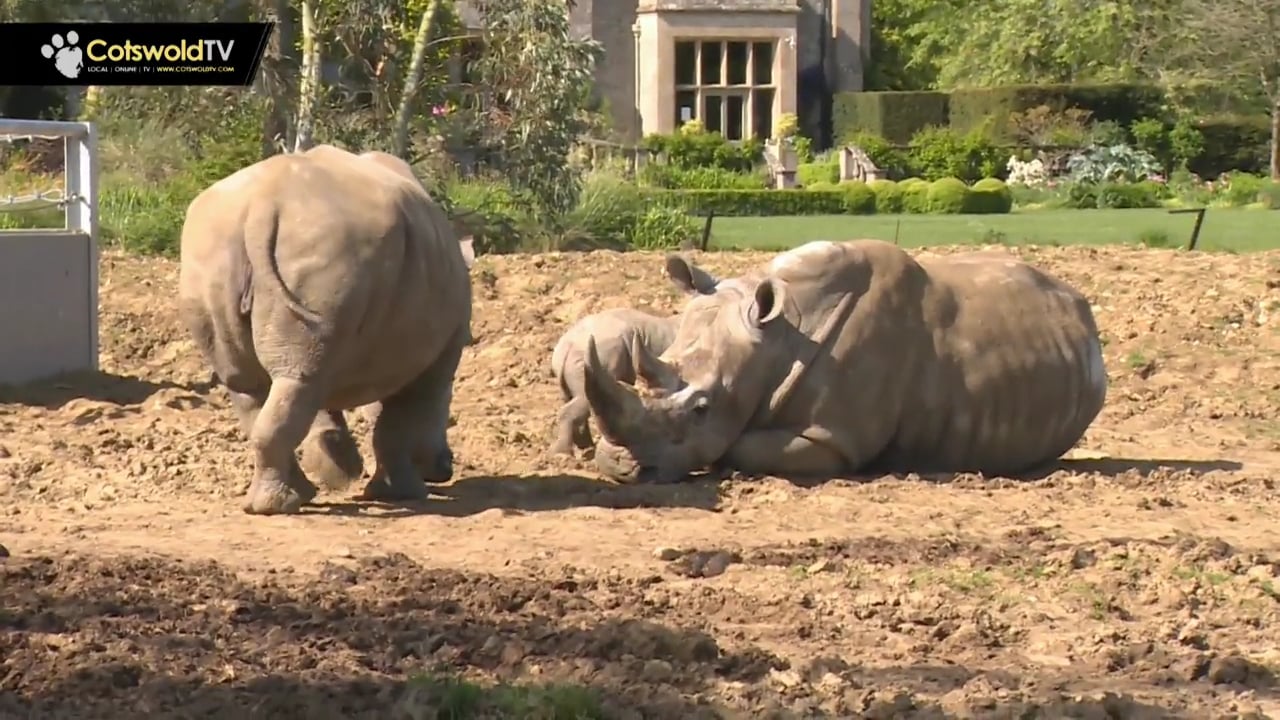 Baby Rhino At Cotswold Wildlife Park - Cotswold TV